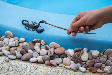 Someone hand trying to play with  black scorpion on the edge of swimming pool.