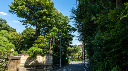 樹々がある路地