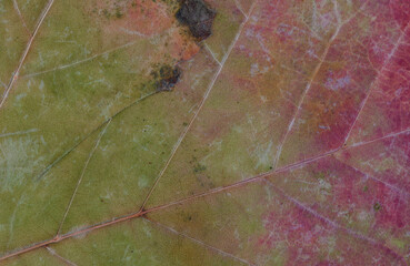 Close up of faded maple leaf for an autumn background