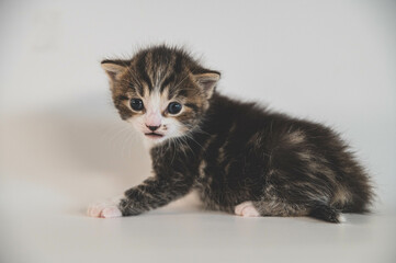 Small kitten in a white/gray background