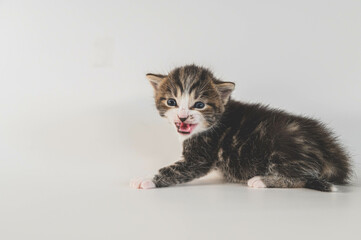 Obraz premium Small kitten in a white/gray background