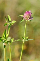 red clover
