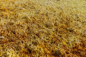 Bizzare Dallol volcanic landscape in the Danakil depression, Ethiopia.