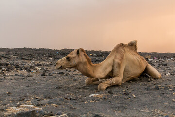 Camel on a lava field under Erta Ale volcano in Afar depression, Ethiopia
