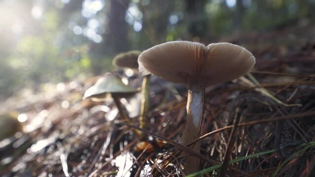 Id&iacute;lico detalle macro de hongo silvestre en la naturaleza del bosque al amanecer.