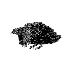 Fototapeta premium Nicobar pigeon hand drawing vector illustration isolated on background