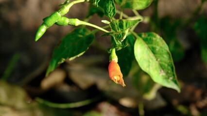 Selective focus twig of fresh chilli was taken from bird on bokeh background.