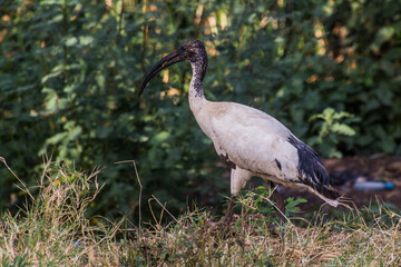 Obraz na płótnie Canvas African sacred ibis (Threskiornis aethiopicus) at Tana lake in Ethiopia