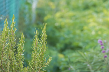 branches of rosemary plant growing in outside garden salvia rosmarinus