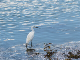 egret standing on a boardwalk fishing in daylight egretta garzetta