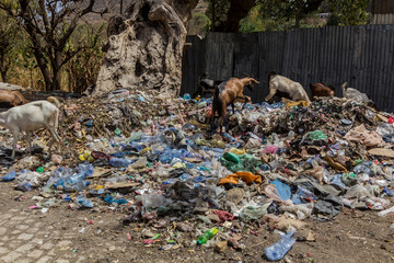 Goats in a pile of rubbish in Harar, Ethiopia