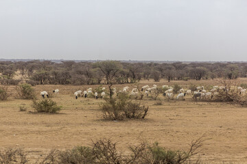 Herd of sheep in the eastern Ethiopia near Jijiga