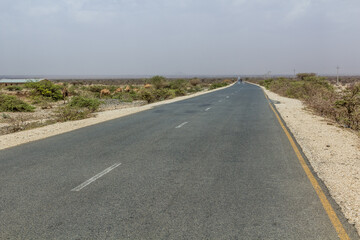 Road Jijiga - Wajale in the eastern Ethiopia