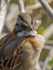 wildlife bird (Chincol) perch on a tree