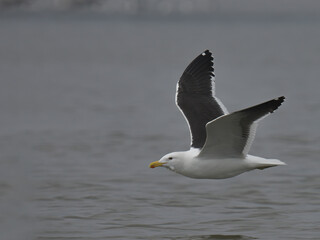 Gaviota dominicana flying  on the sea