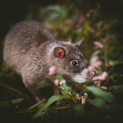 Giant african pouched rat in a garden with pansies
