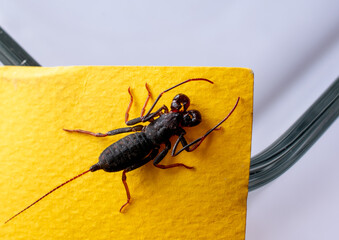 Scorpion whips on a yellow sheet of paper on a white background.