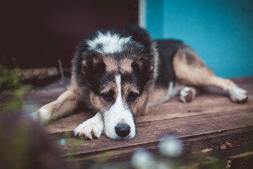 Mixed breed dog laying on the porch