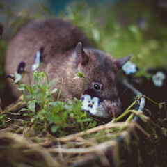 Giant african pouched rat in a garden with pansies