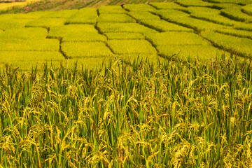 Paddy in rice plant with rice field in the background, the texture of rice field from north of Thailand.