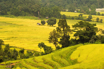 Trees and rice fields with small cottages in natural daylight. The step rice field from northern Thailand.