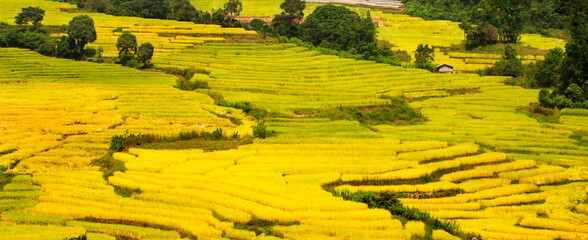 The scenery of golden step rice fields in natural daylight from Thailand.