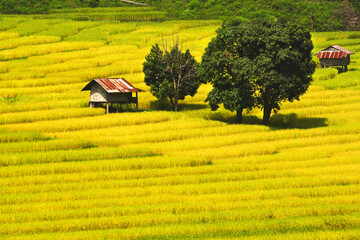 The scenery of golden rice fields with shelters and big trees in daylight from Thailand.