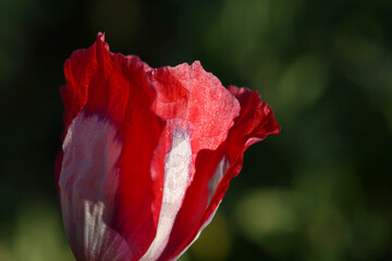 Water drops on red poppy flower with blur background and copy space from north of Thailand.  A red flower in the morning light.