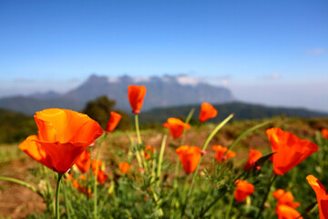 A picture of orange poppies with blurred mountains and blue sky in the background.  The concept of fresh flowers with copy space from north of Thailand.