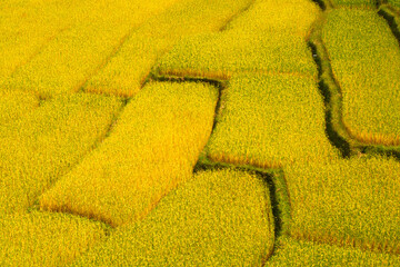 Close up of textured of golden step rice fields from Thailand.