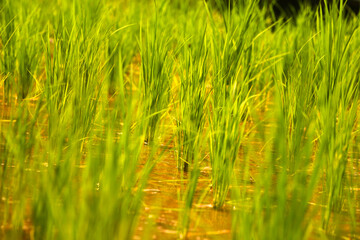 Close up of green rice plants in the water with natural daylight.