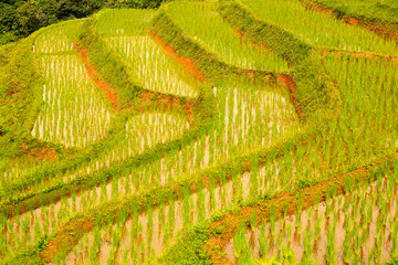 Textured of step rice fields with young rice plants in water from Thailand.
