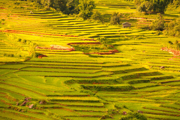 The scenery of steps rice fields in the valley  in natural daylight.
