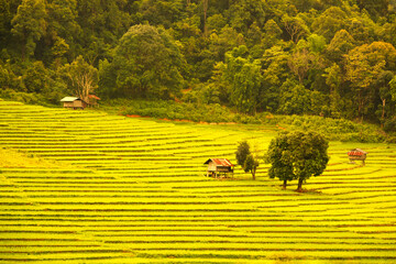 The scenery of golden step rice fields with shelters and trees in natural daylight.