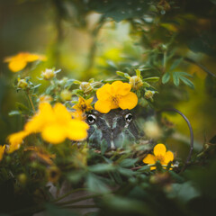 The Argentine horned frog with a flower bush
