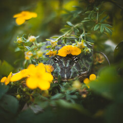 The Argentine horned frog with a flower bush