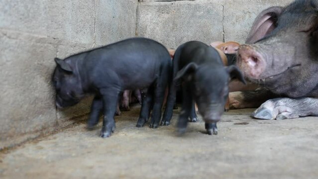 Close up piglets in farm.
