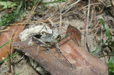 Arilus Cristatus beetle on ground in Florida wild, closeup