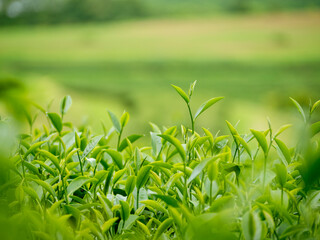 Green tea tree leaves field plant in camellia sinensis organic farm. Close up Tree tea plantations mountain green nature background in morning. Fresh young tender bud herbal Green tea tree in farm