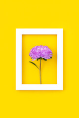 Summer composition. Purple flower in white picture frame on yellow background. Creative floral concept. Top view, Flat lay Minimal style