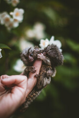 The common marmoset's babies on hand with philadelphus flower bush