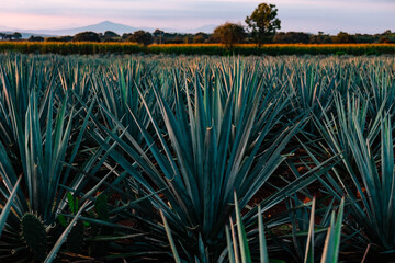 blue agave fields in Jalisco at sunset to prepare tequila, mezcal,