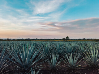 blue agave fields in Jalisco at sunset to prepare tequila, mezcal,