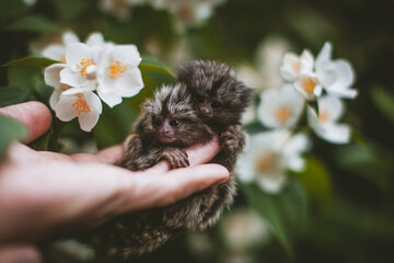 The common marmoset's babies on hand with philadelphus flower bush