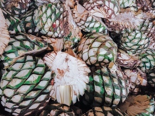 Obraz premium blue agave fields in Jalisco at sunset to prepare tequila, mezcal,