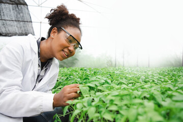 Diversity biology woman farmer check and inspection quality of young vegetables in organic farm....