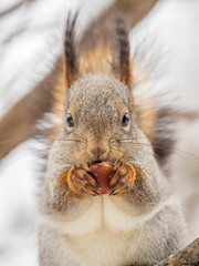 The squirrel with nut sits on tree in the winter or late autumn