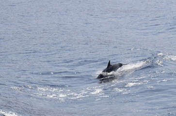 dolphin in the water