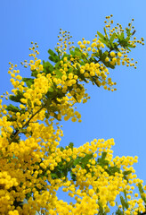 青空に映えるミモザの花