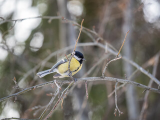 Cute bird Great tit, songbird sitting on a branch without leaves in the autumn or winter.